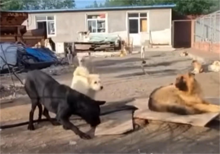 查理狗王
