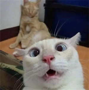 震驚貓與淡定貓