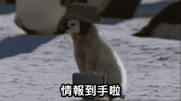 cat vs christmas tree gif