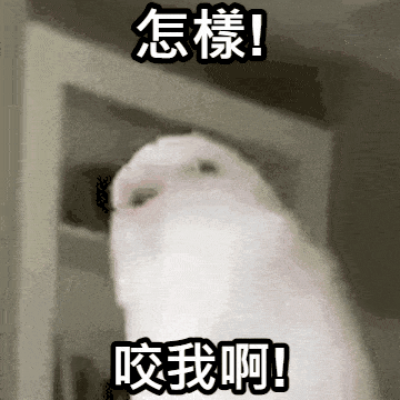 cat vs christmas tree gif